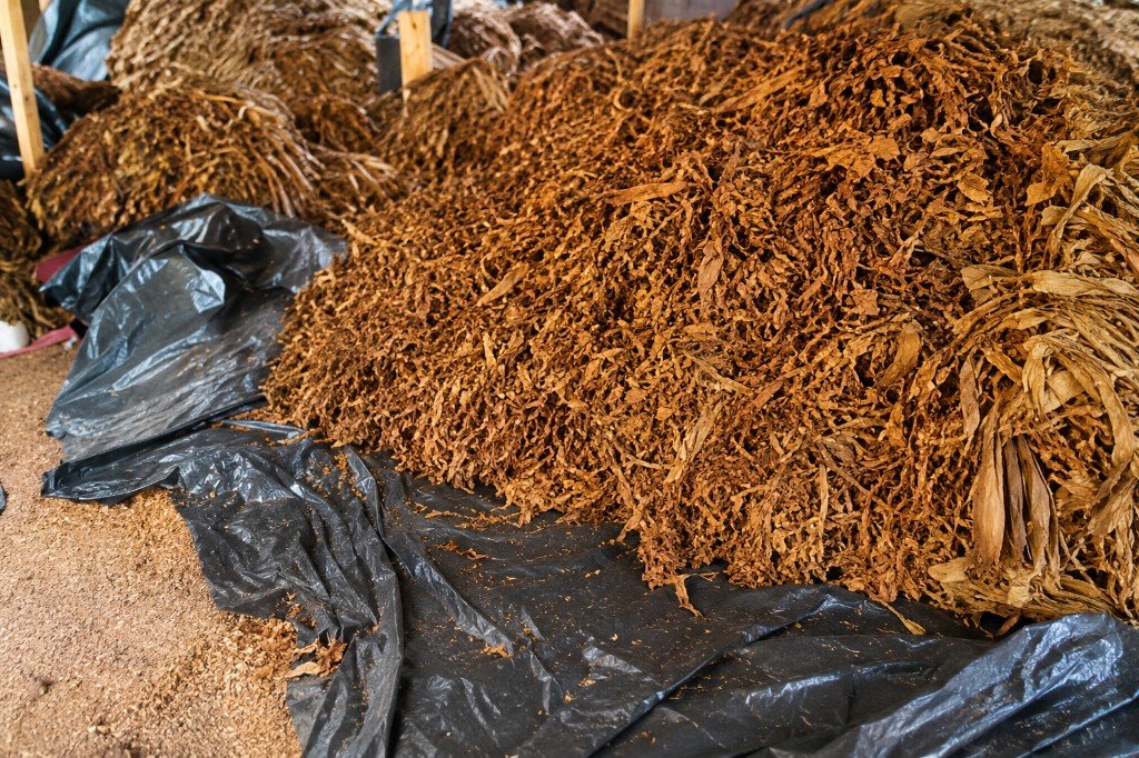 Cameroon Fillers â€” naturally processed tobacco