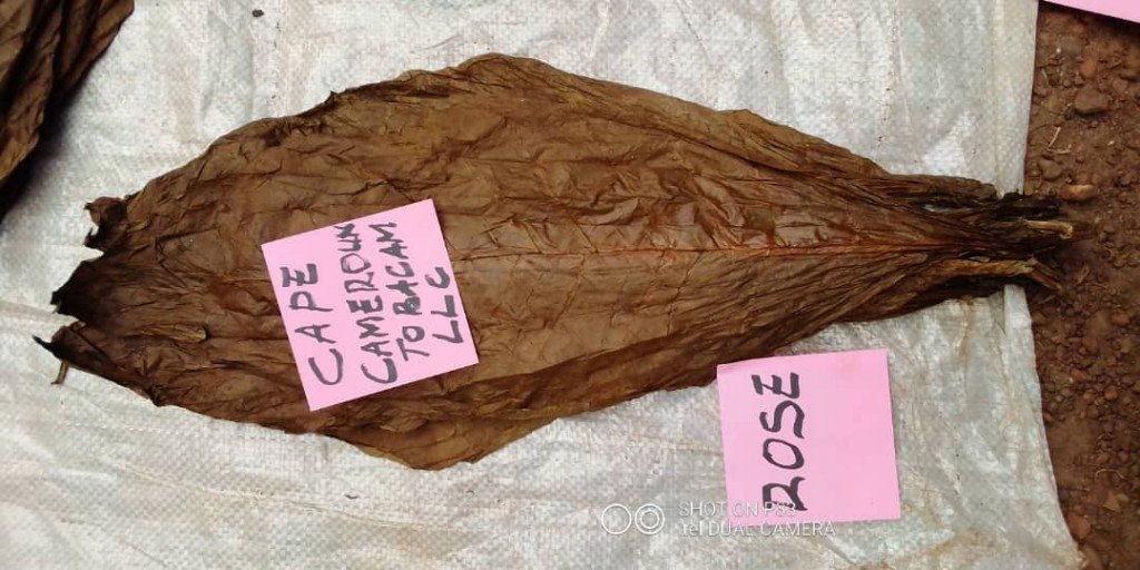 Rose variety Cameroon tobacco leaf — Cape Cameroun TOBACAM LLC